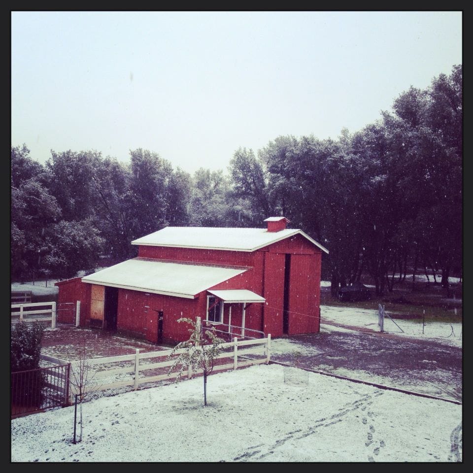 erin snow christmas